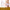 Ginger Body Sculpting Wash Unclog Lymphatics